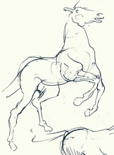 Horse Studies by T.Mallon - Ballpoint Pen on Paper - Rearing