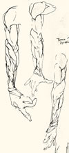 Anatomy Sketches by T.Mallon, Ballpoint on Paper - Various Forearms