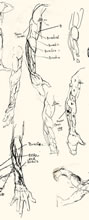 Anatomy Sketches by T.Mallon, Ballpoint on Paper - Various Forearms (2)