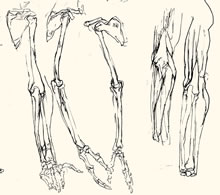 Anatomy Sketches by T.Mallon, Ballpoint on Paper - Skeletal Forearms
