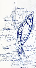 Leg Anatomy by T.Mallon - Ballpoint on Paper - Medial Thigh