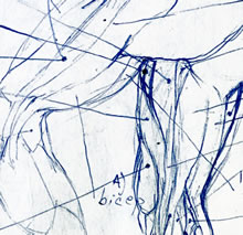 Leg Anatomy by T.Mallon - Ballpoint on Paper - Buttocks and Thigh (detail)