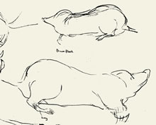 Mole Studies by T.Mallon, Ballpoint on Paper - Moles