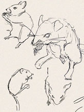 Mouse Sketches by T.Mallon, Ballpoint on Paper - Upper Left