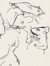 Mouse Sketches by T.Mallon, Ballpoint on Paper - More Mice