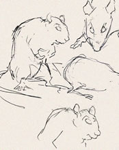 Mouse Sketches by T.Mallon, Ballpoint on Paper - Lower Left