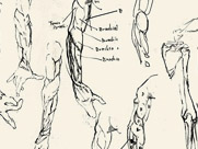 Anatomy Sketches by T.Mallon, Ballpoint on Paper