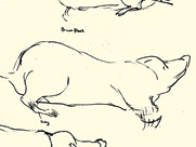 Mole Sketches