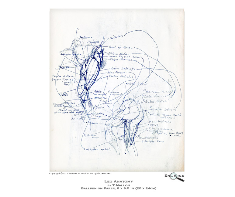 Leg Anatomy by T.Mallon - Ballpoint on Paper