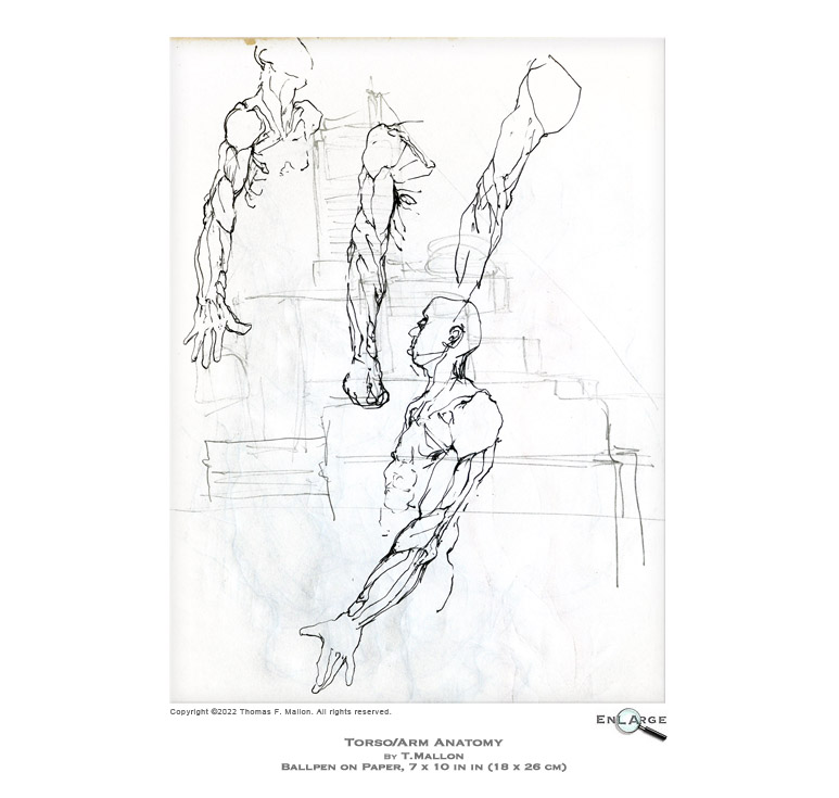 Torso/Arm Anatomy by T.Mallon - Ballpoint on Paper