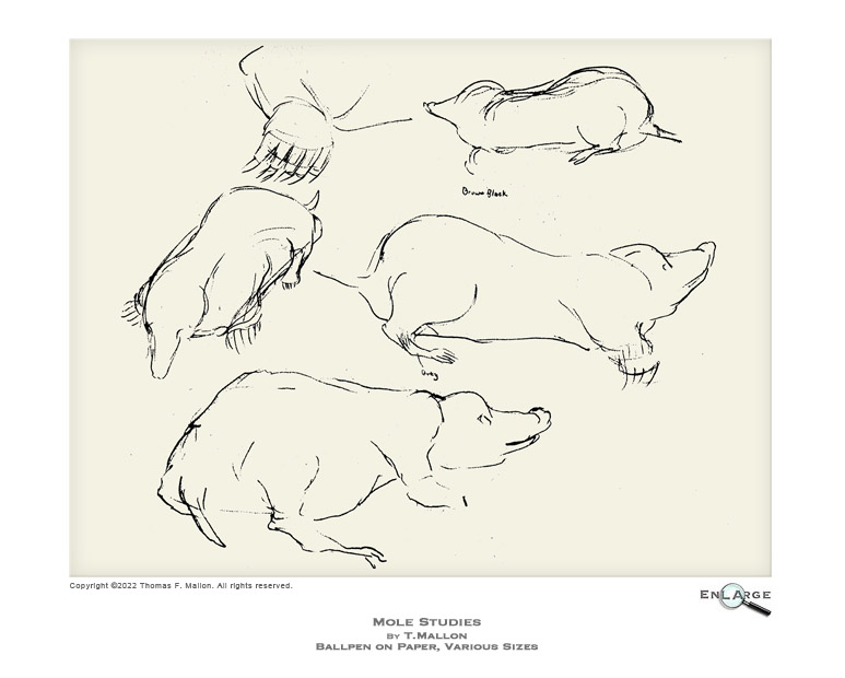 Mole Studies by T.Mallon - Ballpoint on Paper