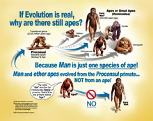 Biology - Lifescience Illustrations by Tom Mallon - Digital- Great Apes & Transitional Genus