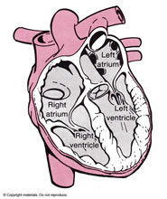 Biology - Lifescience Illustrations by Tom Mallon - Ink on Mylar - Human Heart