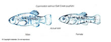 Biology - Lifescience Illustrations by Tom Mallon - Ink on Mylar - Pupfish