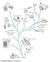 Biology - Lifescience Illustrations by Tom Mallon - Ink on Mylar - Evolutionary Family Tree