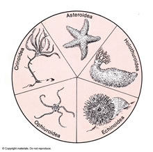 Biology - Lifescience Illustrations by Tom Mallon - Ink on Mylar - Living Echinoderms