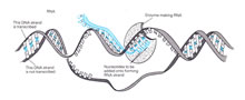 Genetics - Biological and Molecular Illustrations by Tom Mallon - Ink on Mylar - RNA/DNA Transcription