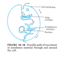 Genetics - Biological and Molecular Illustrations by Tom Mallon - Ink on Mylar - Golgi Pathways