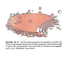 Genetics - Biological and Molecular Illustrations by Tom Mallon - Ink on Mylar - Euglena Golgi