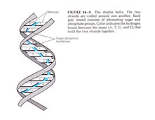 Genetics - Biological and Molecular Illustrations by Tom Mallon - Ink on Mylar - Double Helix