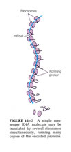 Genetics - Biological and Molecular Illustrations by Tom Mallon - Ink on Mylar - Single Messenger RNA