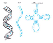 Genetics - Biological and Molecular Illustrations by Tom Mallon - Ink on Mylar - Double-Stranded DNA