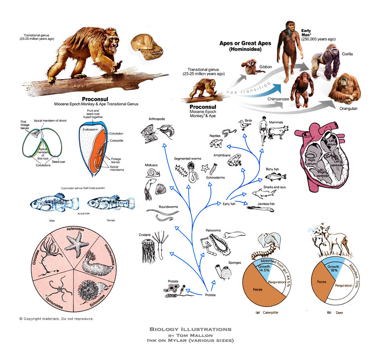 Biology - Lifescience Illustrations by Tom Mallon - Ink on Mylar