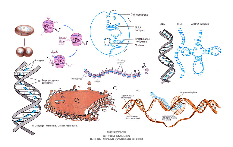 Genetics - Biological and Molecular Illustrations by Tom Mallon - Ink on Mylar