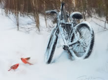 Tom Mallon: 'Christmas 2010', Digital Art for Printed Christmas Card, Detail of Bike with Birds