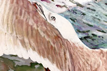 Metamorphosis by T. Mallon - Seagull (detail)